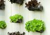 Comment faire un potager vertical | Kaufman & Broad