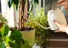 Les astuces pour préserver ses plantes pendant les vacances