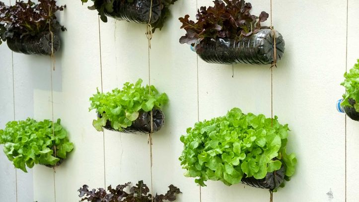 Comment faire un potager vertical | Kaufman & Broad