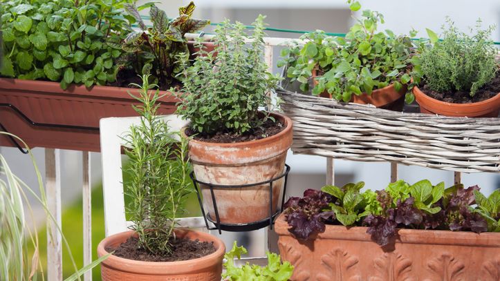 Comment planter des plantes aromatiques sur son balcon ? - Côté Maison