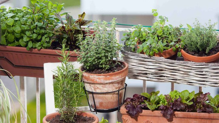 Des aromatiques sur mon balcon: nos conseils