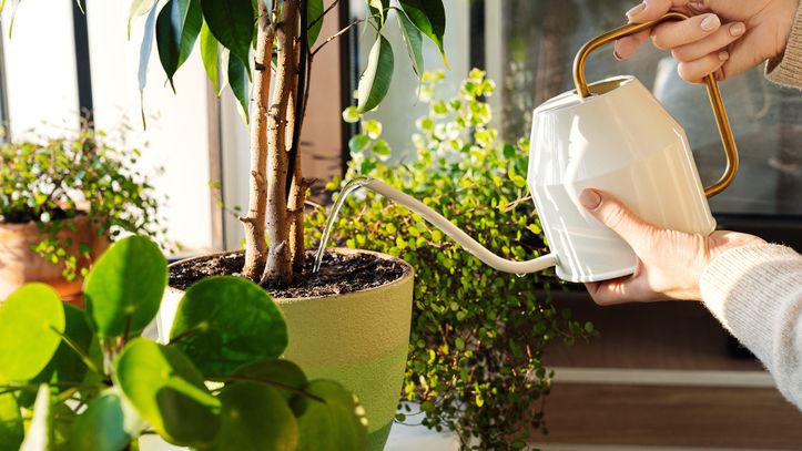 Comment arroser ses plantes quand on part en vacances ?